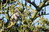 20140302_Siberische Braamsluiper_Culemborg